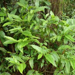 Bertiera spicata