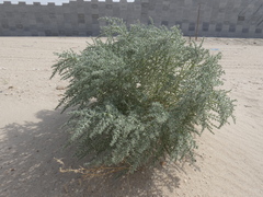 Cornulaca aucheri