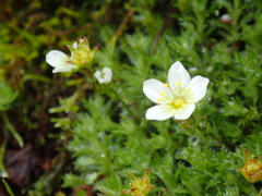 Saxifraga hypnoides