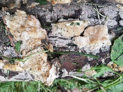Fungi