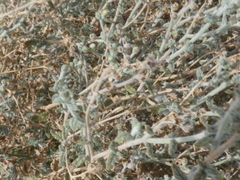 Heliotropium bacciferum