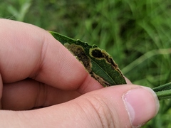 Calycomyza verbenae