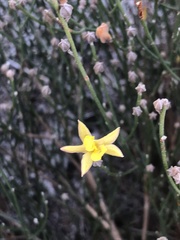 Jacksonia stackhousei