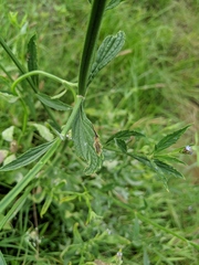 Calycomyza verbenae