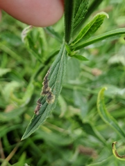 Calycomyza verbenae