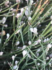 Jacksonia stackhousei