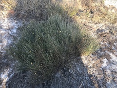 Jacksonia stackhousei