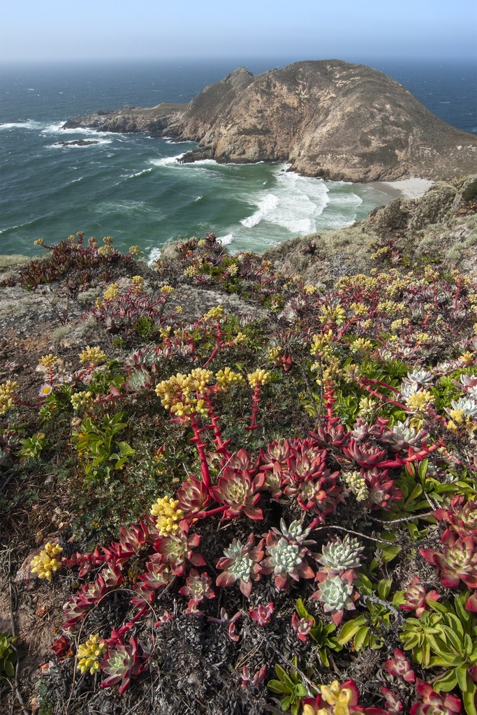 Greene's dudleya