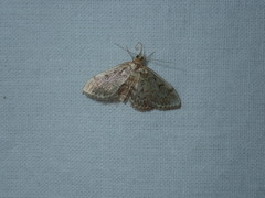 Anania quebecensis