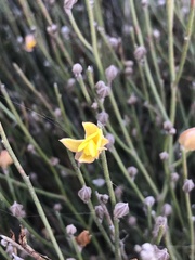 Jacksonia stackhousei