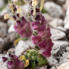 Scutellaria utriculata