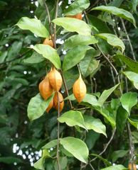 Crossostemma laurifolium