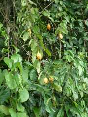 Crossostemma laurifolium