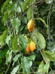 Crossostemma laurifolium