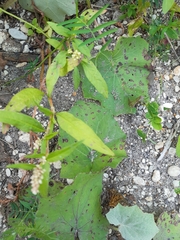 Persicaria tomentosa