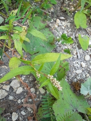 Persicaria tomentosa