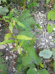 Persicaria tomentosa