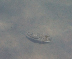 Torquigener flavimaculosus