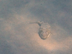 Torquigener flavimaculosus