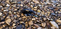 Carabus blaptoides