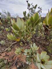 Leucadendron loranthifolium