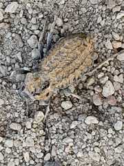 Trachynotus reticulatus