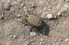 Trachynotus reticulatus