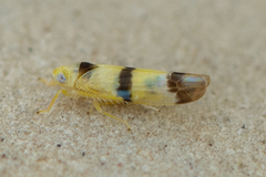 Empoa venusta