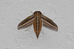 Theretra oldenlandiae