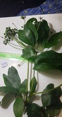Mackinlaya macrosciadea