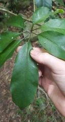 Mackinlaya macrosciadea