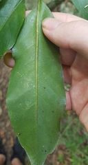 Mackinlaya macrosciadea