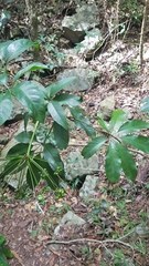 Mackinlaya macrosciadea