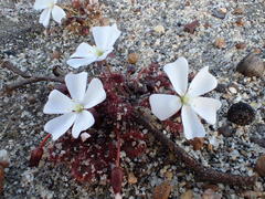 Drosera schmutzii