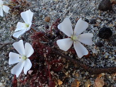 Drosera schmutzii