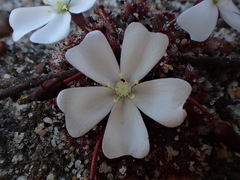 Drosera schmutzii