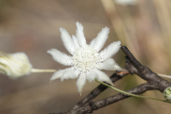 Actinotus leucocephalus