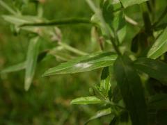 Podosphaera epilobii