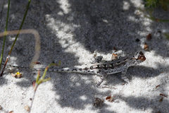 Ctenophorus adelaidensis