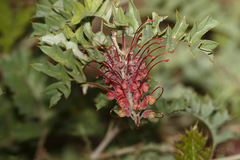 Grevillea bipinnatifida