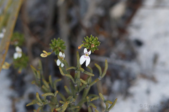 Stylidium repens