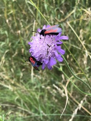 Zygaena minos