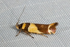 Macrobathra chrysotoxa