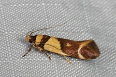 Macrobathra chrysotoxa