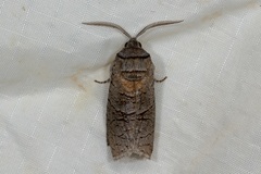 Culama suffusca