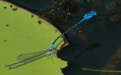 Pseudagrion cingillum