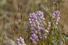 Verticordia pennigera