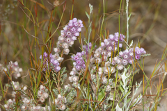 Verticordia pennigera