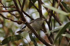 Acanthiza inornata