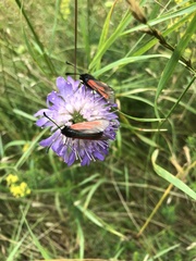 Zygaena minos